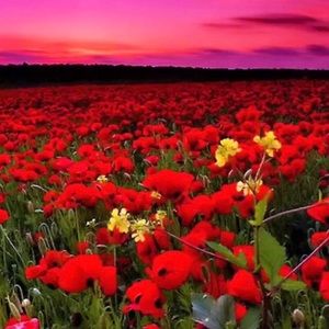 Meet your Posher, Hazel